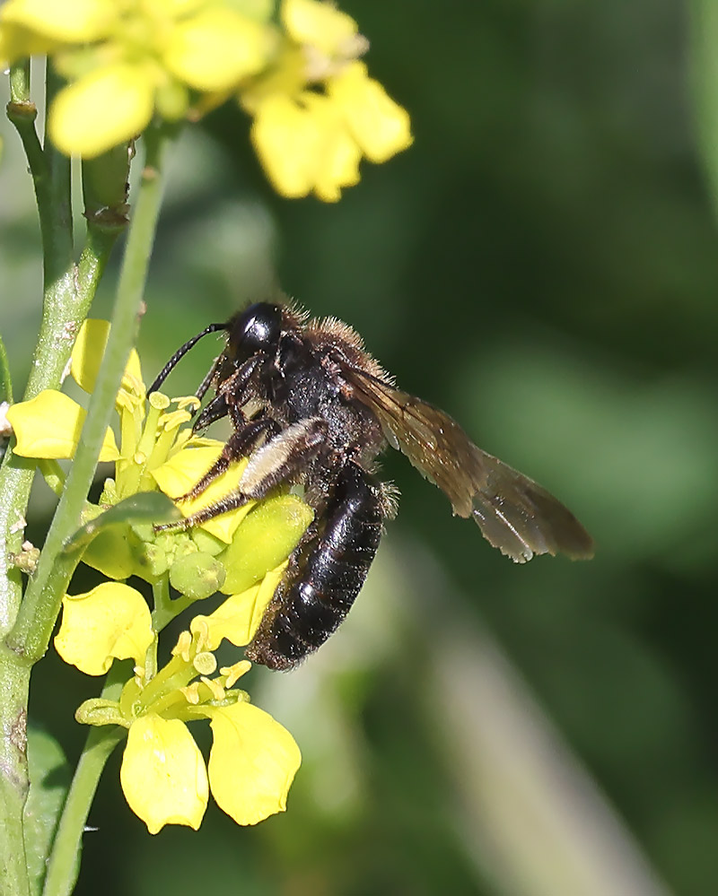 Black mining bee?